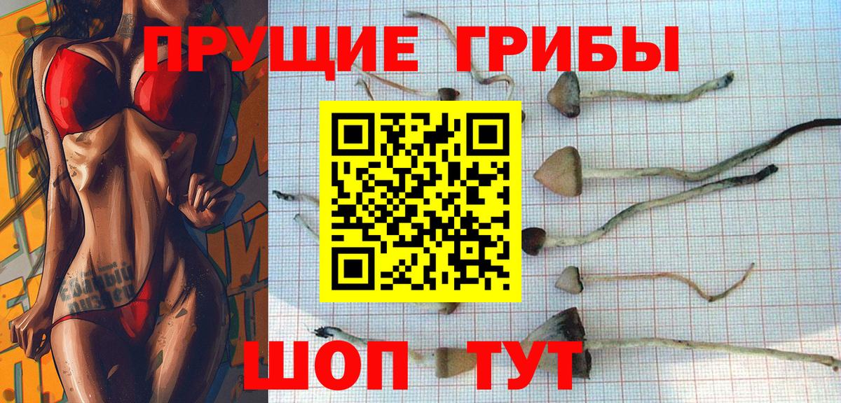 Псилоцибиновые грибы Cubensis  где купить наркоту  Пятигорск  Вход с VPN 